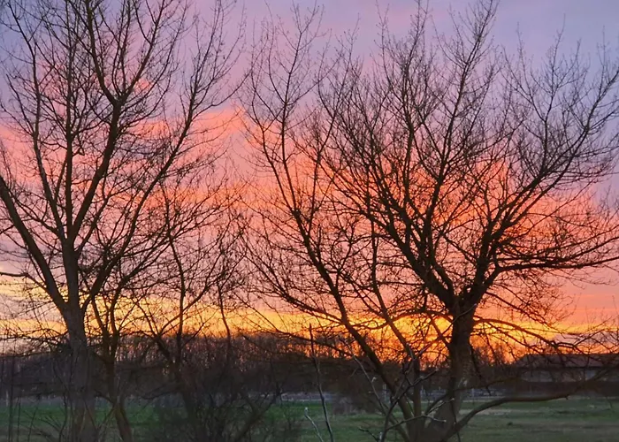 Sonnenblumen بولتينهاجين