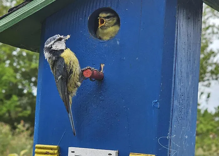 بيت للعطل Sonnenblumen